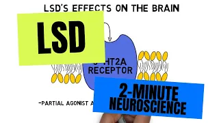 2-Minute Neuroscience: LSD
