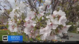 The cherry blossom trees are showing off at the Dallas Arboretum