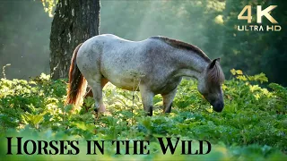 Relax with Horses in the Wild - 4K Beautiful Wild Horses with Ambient Guitar Music