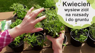 Wysiew ziół w kwietniu. Sezon 2024