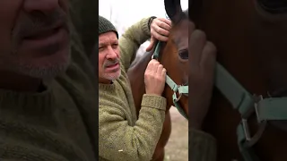 HORSE TWITCHING FROM PINCHED NERVE 🐴 RELAXING HORSE ADJUSTMENT
