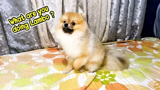 Pomeranian Doing Weird Things