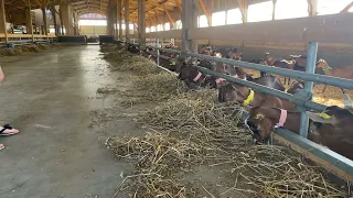 Aménagement d'un bâtiment de chèvres laitières bio