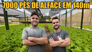 EM PEQUENO ESPAÇO ELELES PRODUZEM MUITO - @hortadobizzi