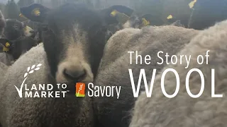 The Story of Wool | Regenerative Agriculture Documentary