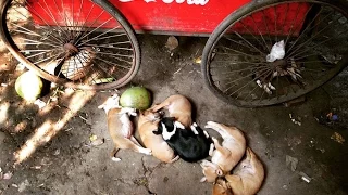 Mother feeding the puppies