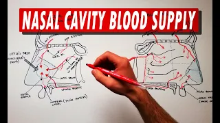 Anatomy Tutorial | Nasal Cavity Blood Supply