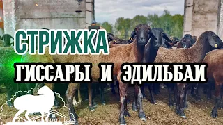 Стрижем ягнят - Гиссары и Эдильбаи