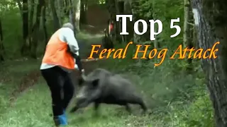 Feral Hog Attacks - Top 5