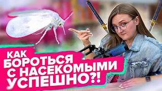 КАК ПОБОРОТЬСЯ С БЕЛОКРЫЛКОЙ, ТЛЕЙ НАВСЕГДА?!