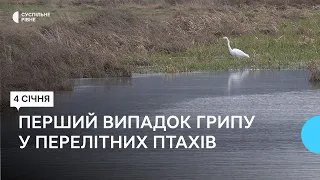 У громаді біля Рівного зафіксували вогнище пташиного грипу. Це перший випадок з перелітними птахами