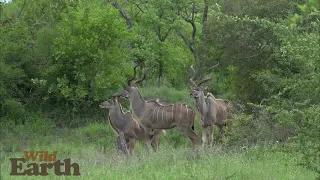 WildEarth - Sunrise - 14 December 2021