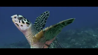 A Hawksbill Turtle between breaths - ©Liquid Motion®