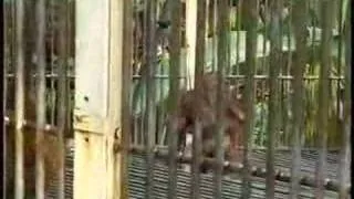 Last of the Orangutans - Borneo