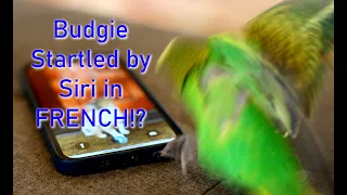 Kiwi the budgie startled by Siri in French!