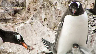 Gentoo Penguin Steals Rocks to Make Nest