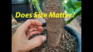 Is bigger better? Growing a Mulberry tree from cutting!