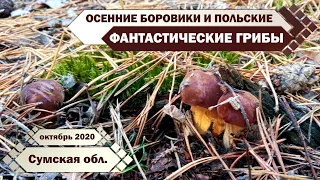 Польские ГРИБЫ в огромном КОЛИЧЕСТВЕ в позднюю осень. Где собирать? Как отличить? БОРОВИКИ