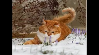 257. Коты на снегу... Картинки для хорошего настроения