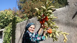 final harvest of the persimmon tree : of the year! Making syrup persimmon  for the winter