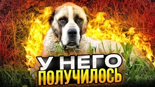 Пёс у которого  получилось 😱😬 Видео без цензур🔞+