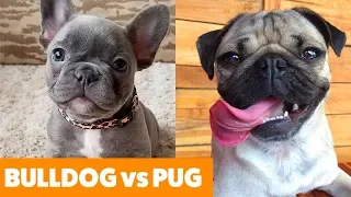 Bulldog vs. Pug - What To Expect! | Funny Pet Videos