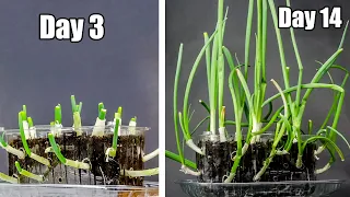 How to Re-grow Green Onions in Soil & Plastic Container