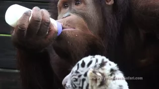 Orangutan Adopts Tiger Cubs - Original Video from the Myrtle Beach Safari