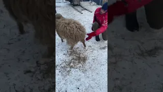 Барашек Рокки вернулся