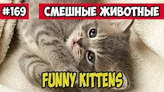 Смешные котята. Смешные животные, Funny vines подборка 169.