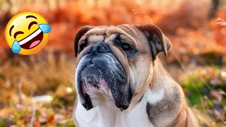 New Funny English Bulldog and Dog Videos 😂🐶 Funniest Animals 😻