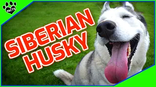 Top 10 Facts About Siberian Husky Dogs 101