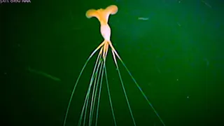 5 ROV Encounters with Unusual Deep Ocean Creatures | New Magnapinna Squid Footage