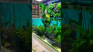 a beautiful Aquascape in a store #aquarium #aquascape #fish