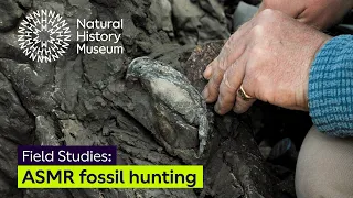 ASMR fossil hunting on the Isle of Wight | Field Studies