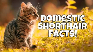 10 Interesting Facts About Domestic Shorthair Cats