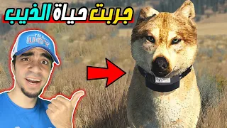 حياة الذئب : اول يوم لي وانا ذيب - صدت لي غزال | Wolf Quest