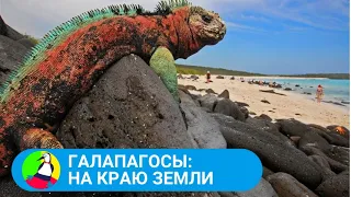 🏝 ЮЖНОКОРЕЙСКИЙ ФИЛЬМ О ПРИРОДНОЙ ЛАБОРАТОРИИ ДАРВИНА  🏝 Галапагосы: на краю Земли 🐾 STARMEDIAKIDS