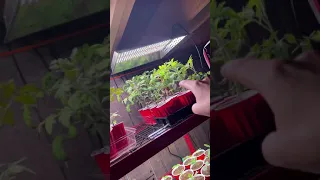 Grow your own Vegetable Seedlings!