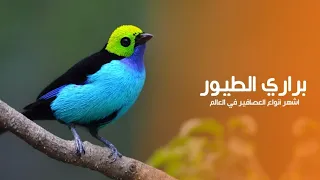 براري عالم الطيور أرض أشهر أنواع العصافير المغردة حول العالم | كويست عربية Quest Arabiya