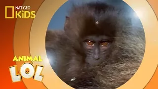 Baboon Loses Its Keys | Animal LOL