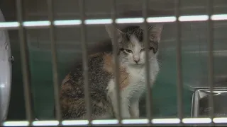Over 80 pets rescued from animal hoarder house in Oakland County