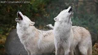 Wolf Howl Duet