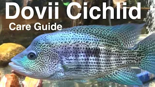 Dovii Cichlid Care Guide (Wolf Cichlid)