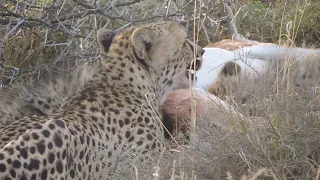 Mother Cheetah Feeds her Cubs