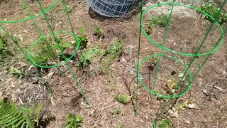 Hard wire fencing the garden