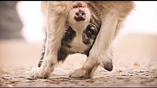 Border collie Zoe & AMAZING dog tricks!