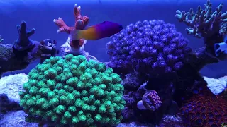 Mr Aqua 22 gallon nano reef