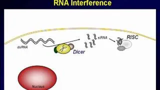 How Drosha and Dicer work in RNA interference