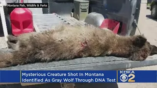 Mystery Solved: DNA Tests Reveal Species Of Mystery Animal Shot In Montana